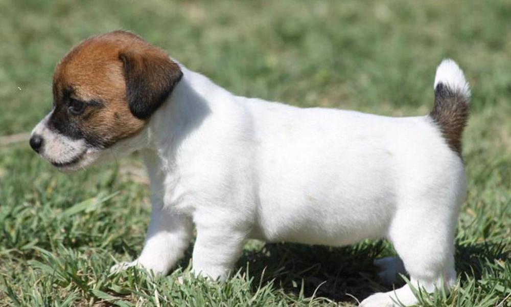 jack russell 