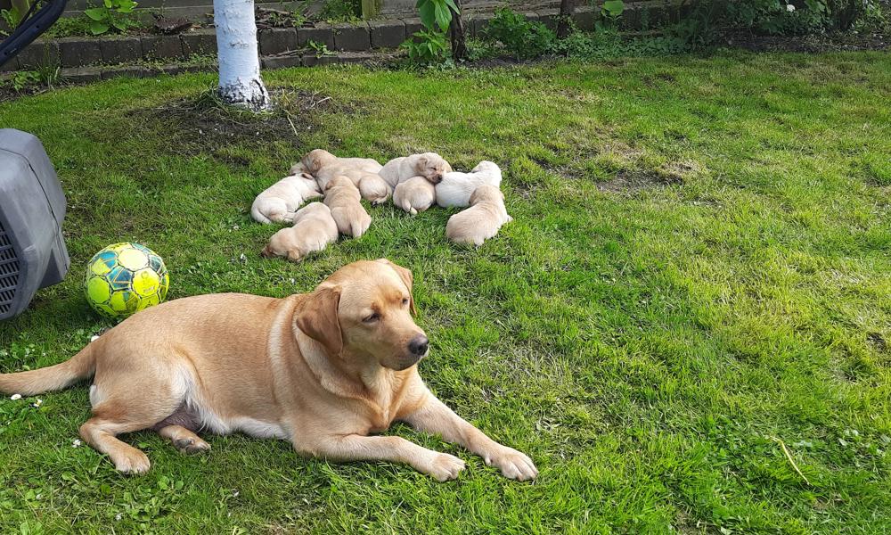 Labrador Retriever hvalpe med stambog