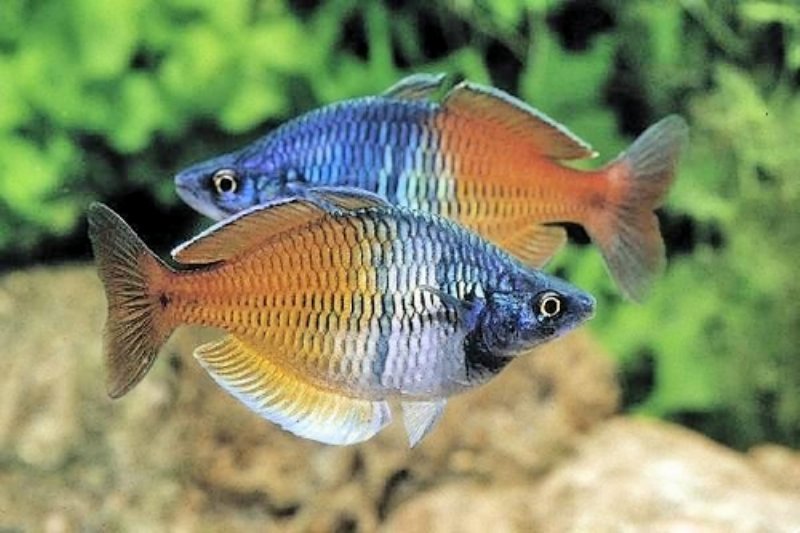 Boesemani regnbuefisk (Melanotaenia boesemani)