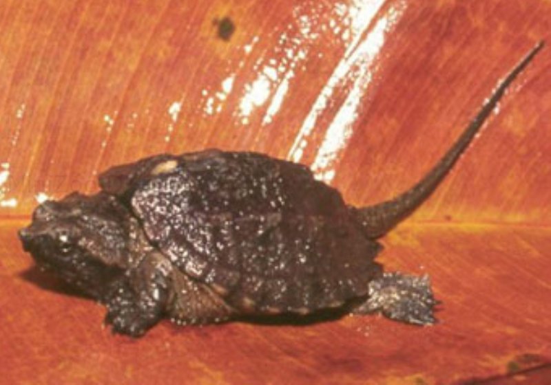 Snapskildpadde (Chelydra serpentina)
