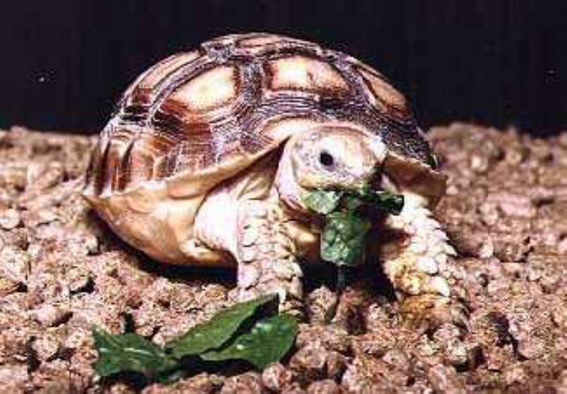 Sporeskildpadde (Geochelone sulcata)