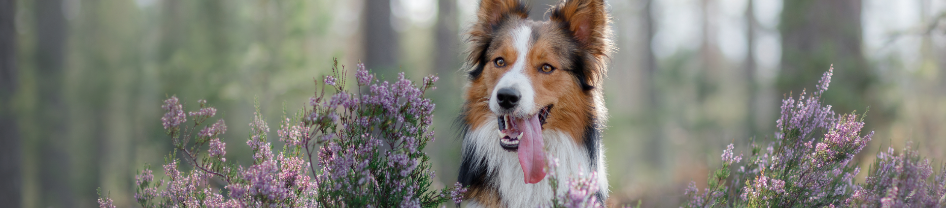 århundrede Shipley Thanksgiving Find hundskov i Danmark | Oversigt med hundeparker