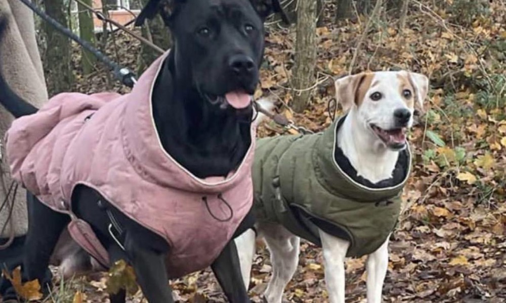 Blandings hvalpe - dansk svensk / labrador rottweiler 