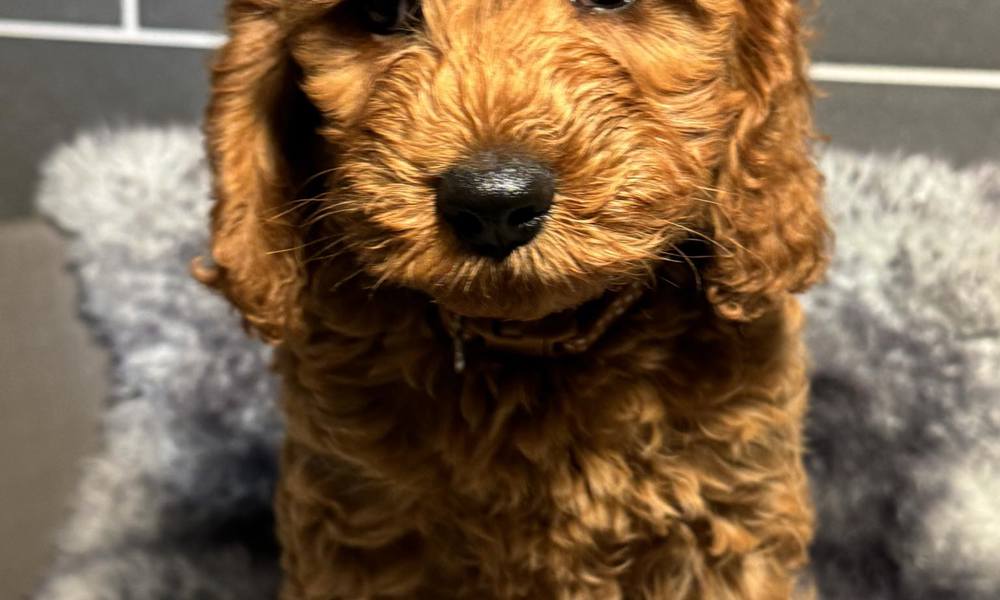 Cockapoo Røde/Sorte