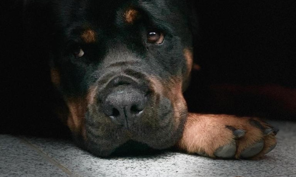 Ægte Rottweiler hvalpe 