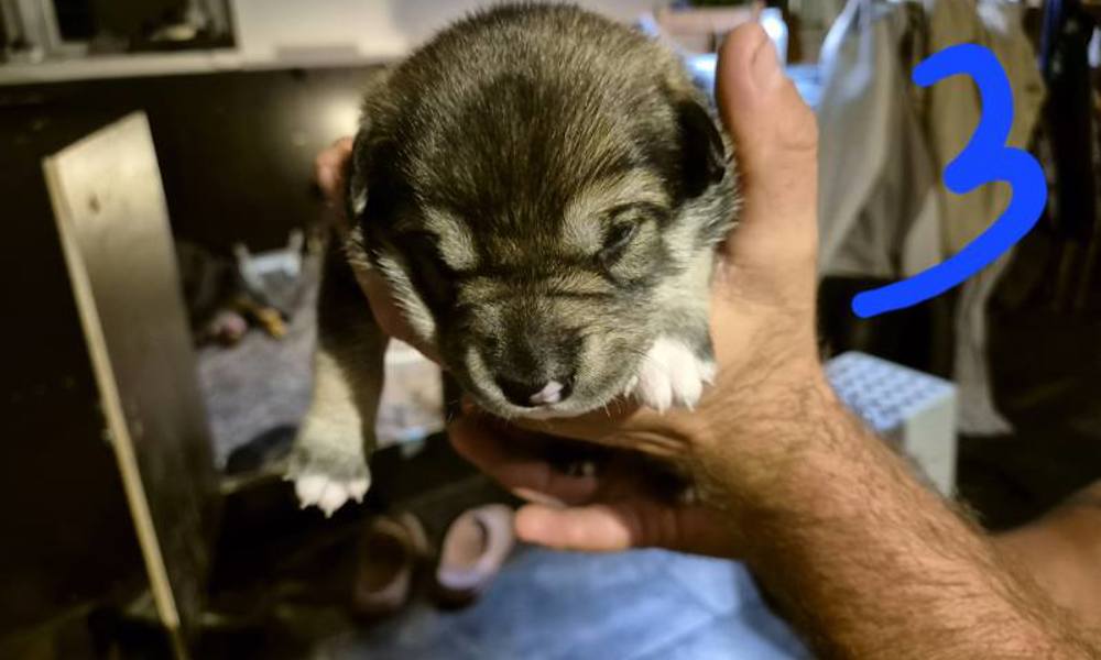 Alaskan malamute og rotweiler 