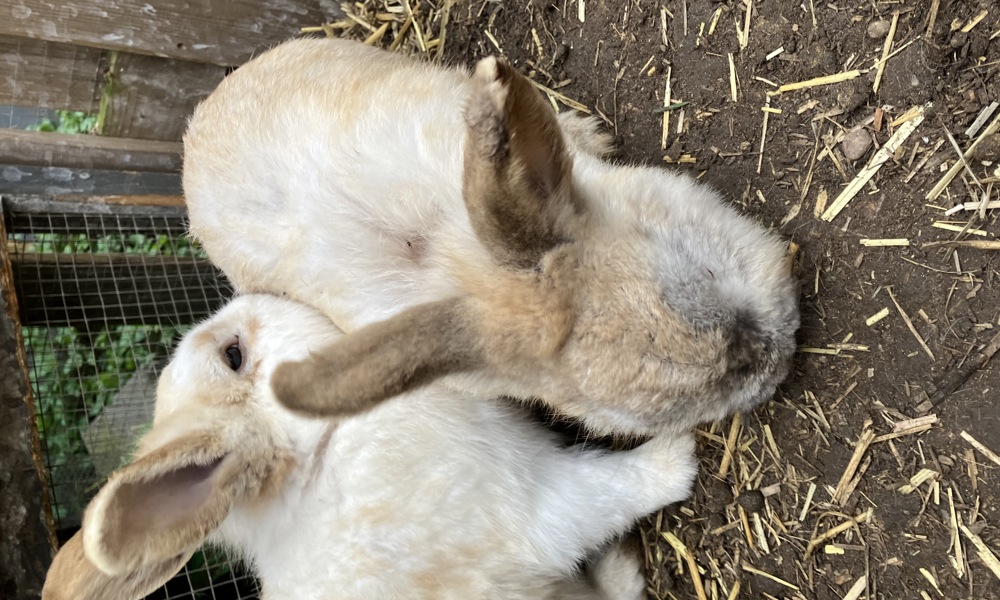 2 kaniner søger nyt hjem