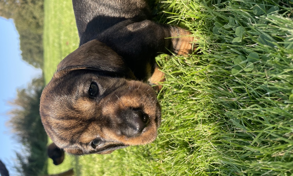 Ruhåret gravhunde hvalpe