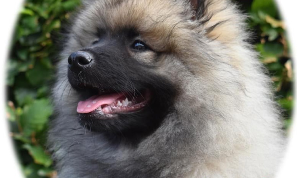 Skønne, lækre og fantastiske keeshond hvalpe med stamtavle