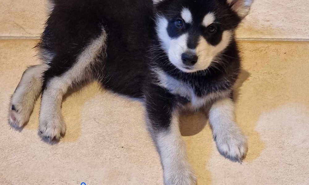 Husky/malamute hvalpe klar til nyt hjem