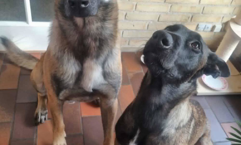 Hvalpe Renracet Malinois Belgisk hyrdehund