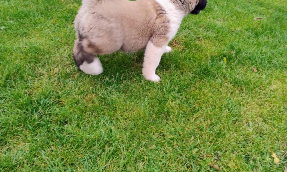 American Akita 