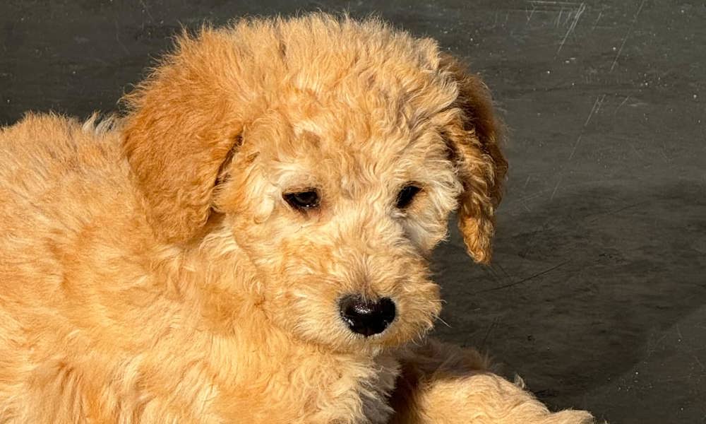 REJSEKLAR Skønne  Mellem Goldendoodle