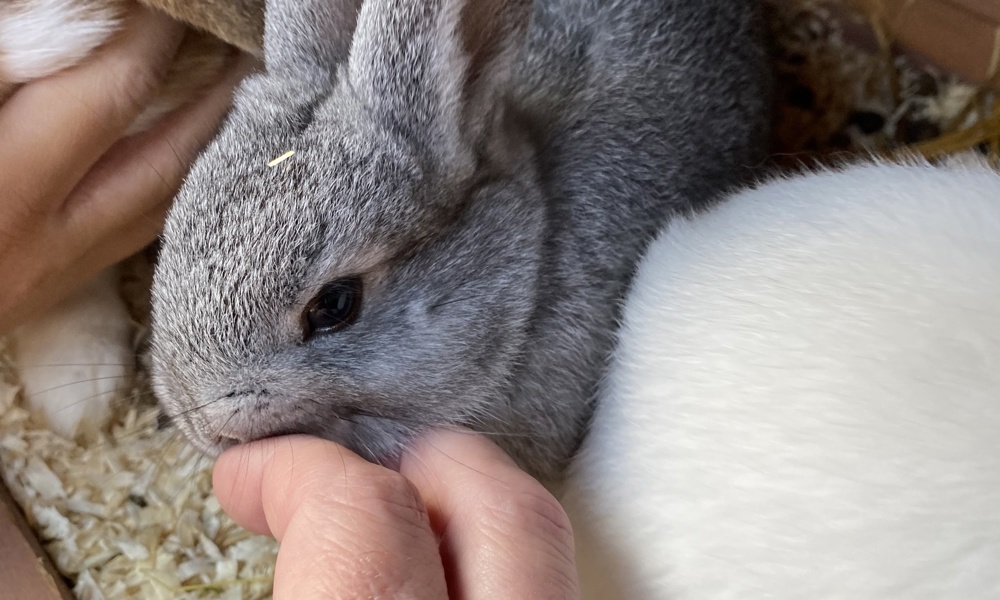 3 måneders grå hun kanin