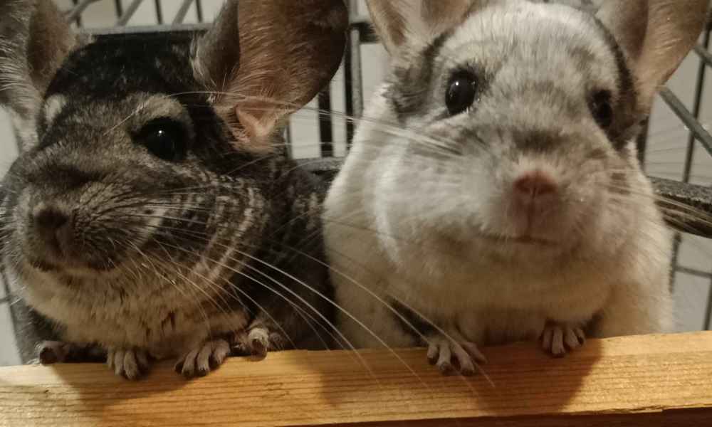 Chinchilla par + bur