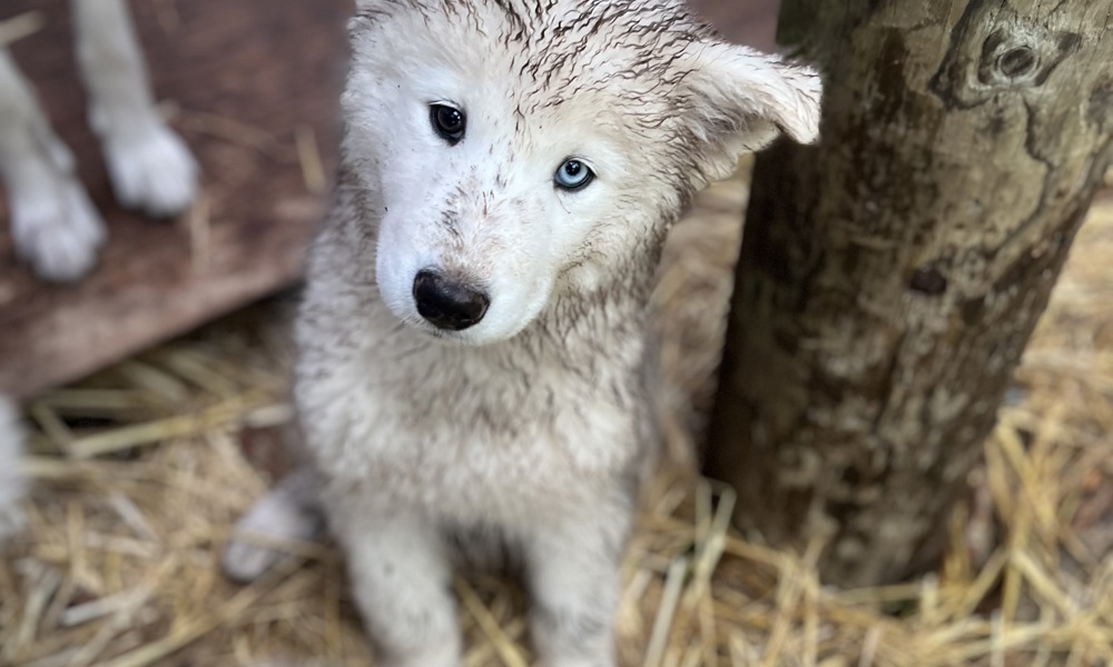 Slædehundehvalpe 