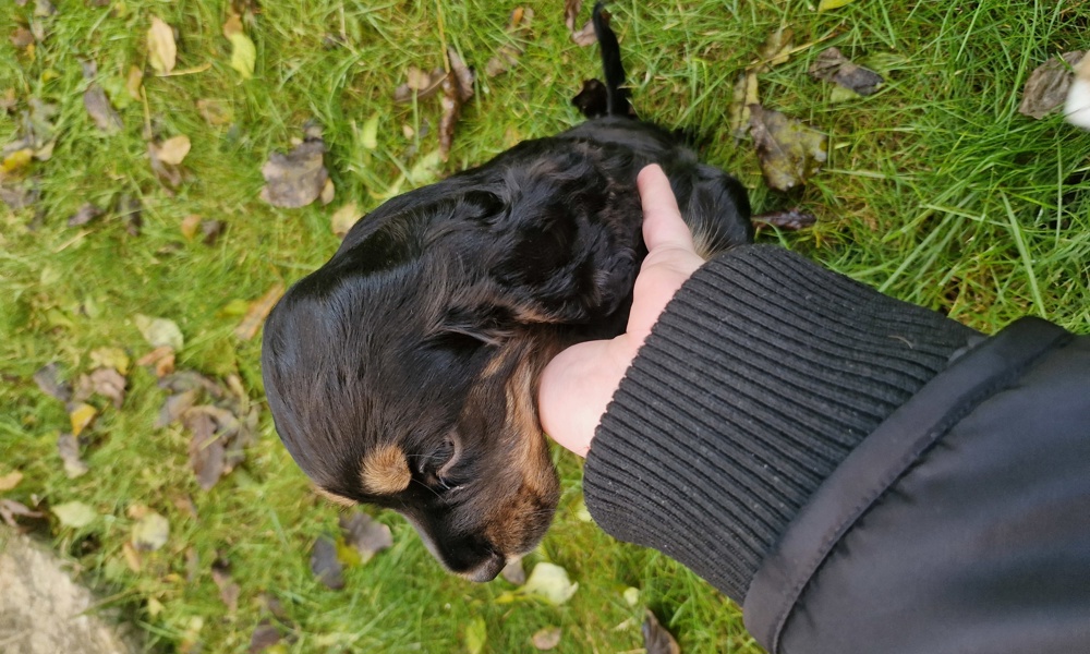 FT Cocker spaniel Med stamtavle 