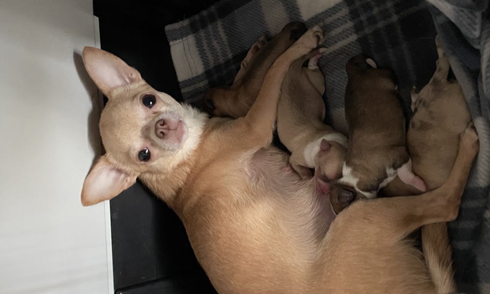 Chihuahua hvalpe søger nye hjem