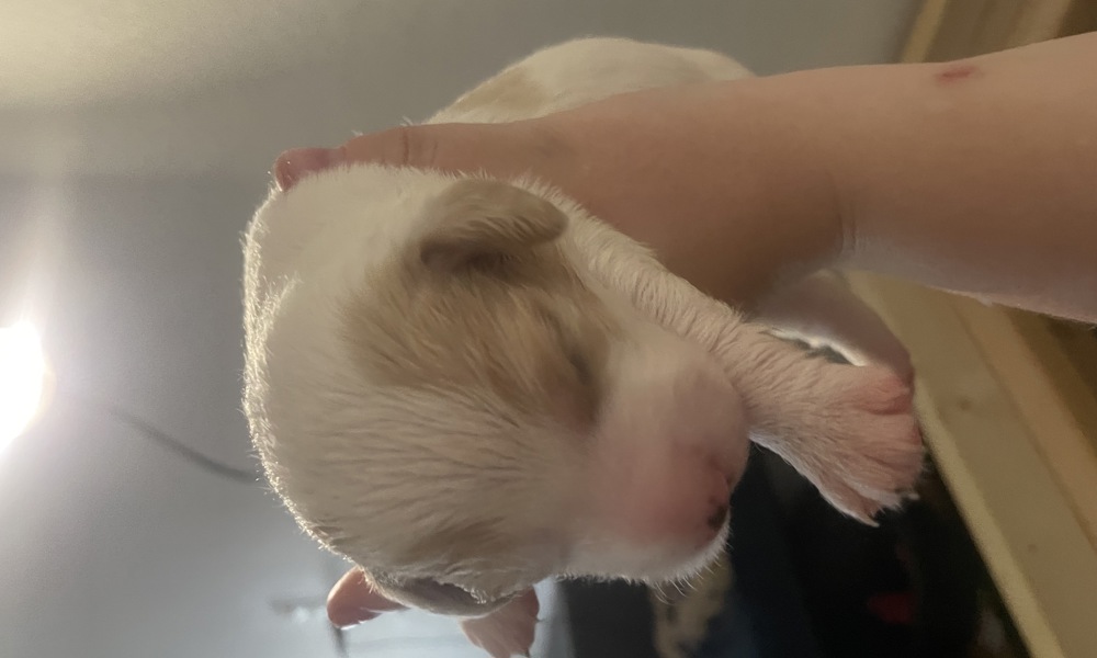 Blandingshvalpe - dansk svensk gårdhund, labrador, bichon frise og malteser