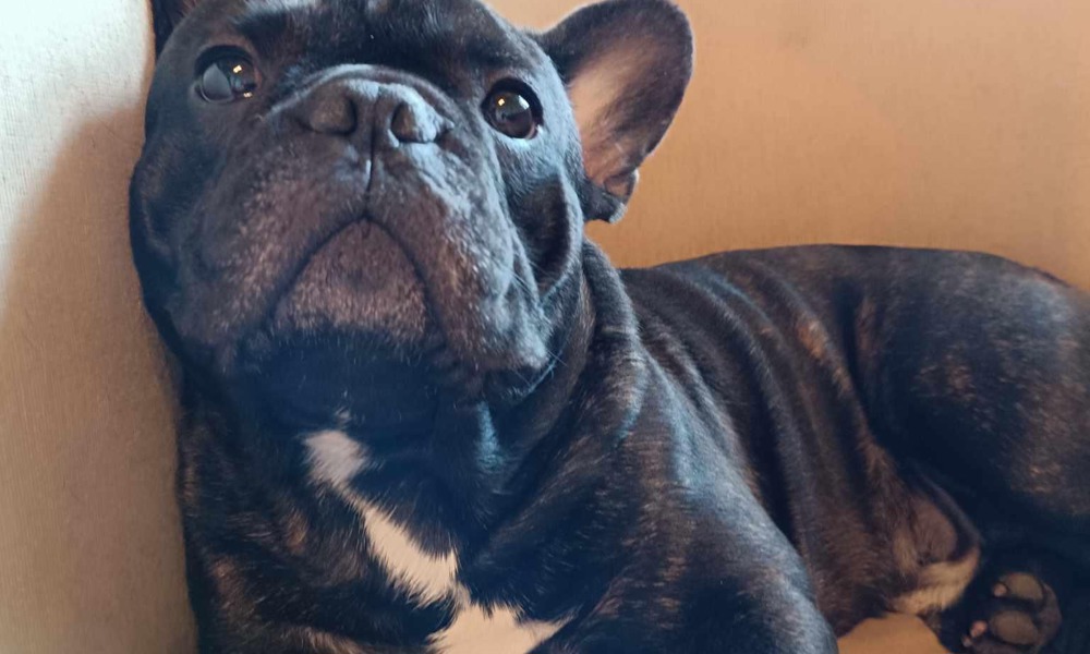 Sødeste Fransk Bulldog søger blivende hjem