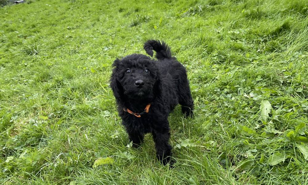 REJSEKLAR Skønne  Mellem Goldendoodle