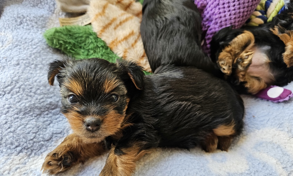 Ægte yorkshire Terrier hvalp