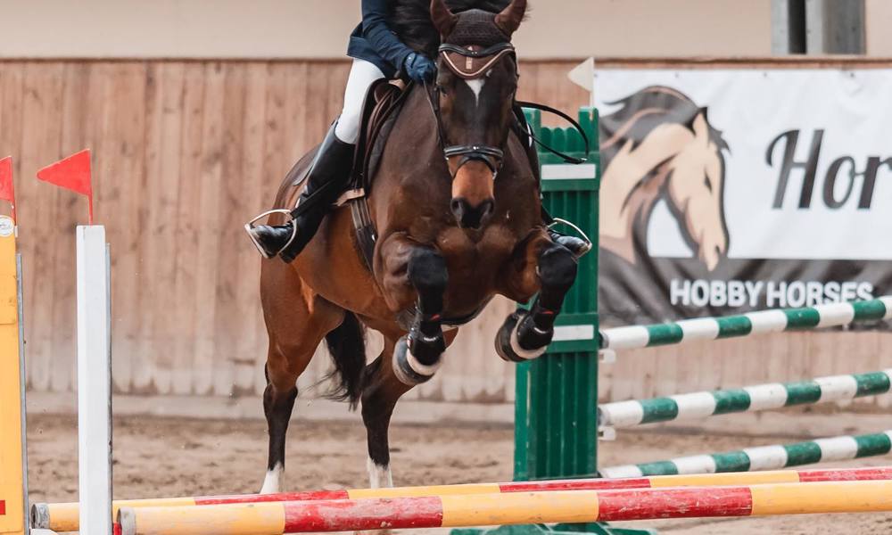 Hungary Sport Horse - gelding 