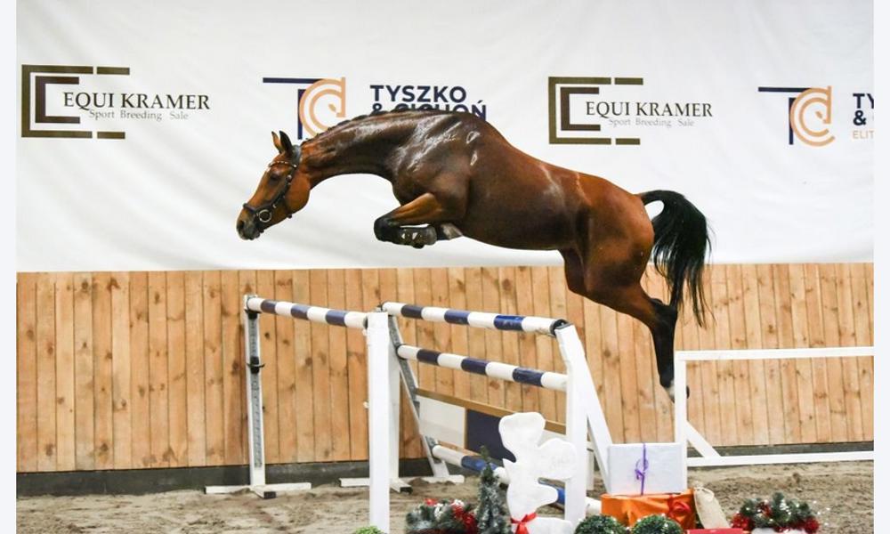 Lady Coco 5 years old mare - show jumping