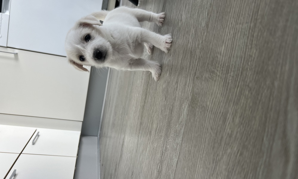 Moccas sidste kuld 🥰🐶