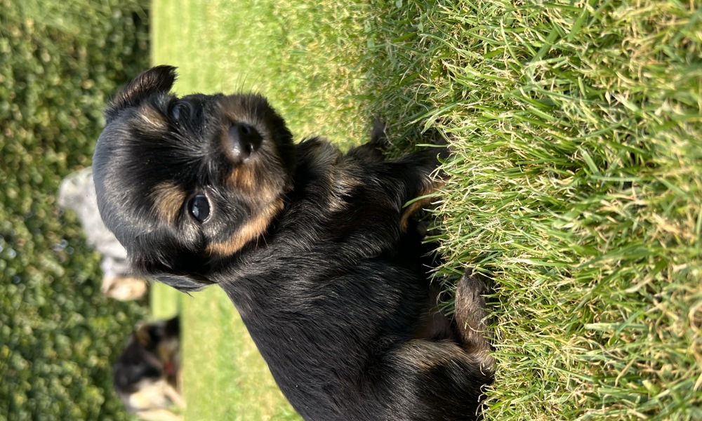 Yorkshire Terrier/Chihuahua mix