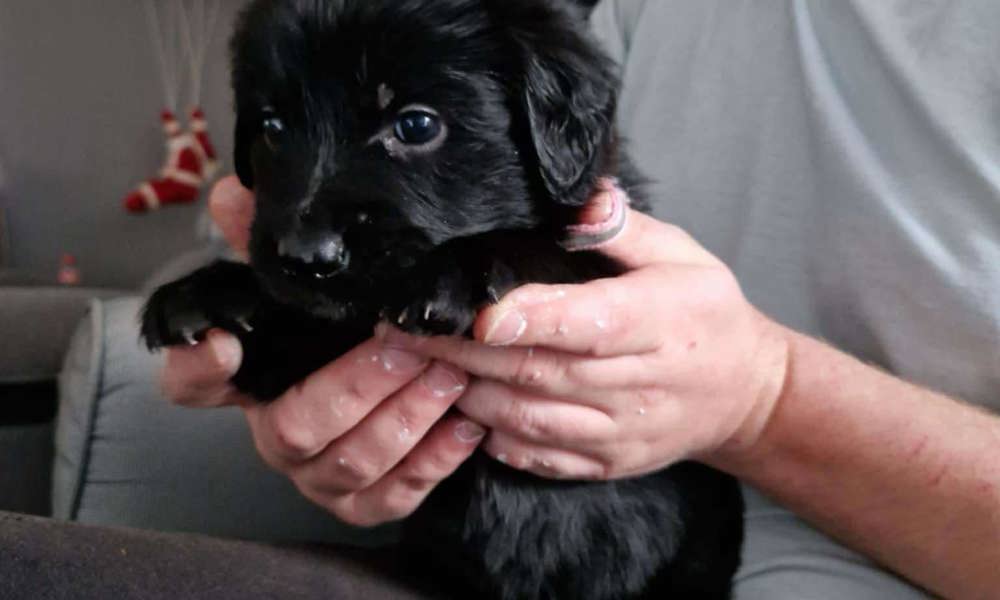 Dejlig blanding mellem en golden retriever og schæfer 