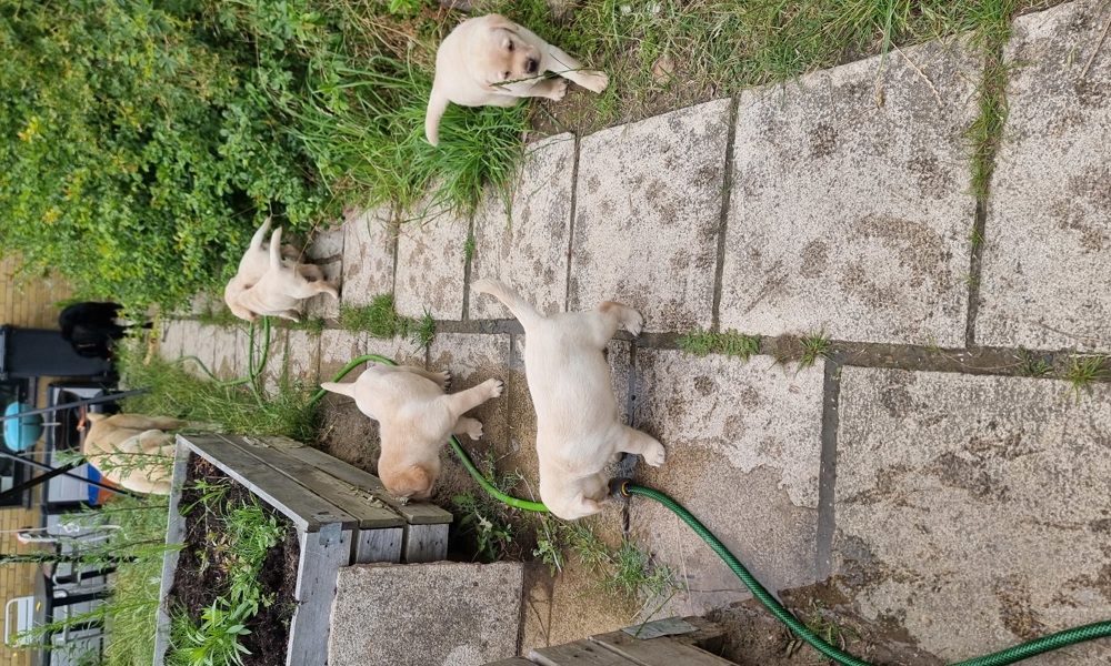 Elskelige Labrador Retriever Hvalpe Klar til Nye Hjem