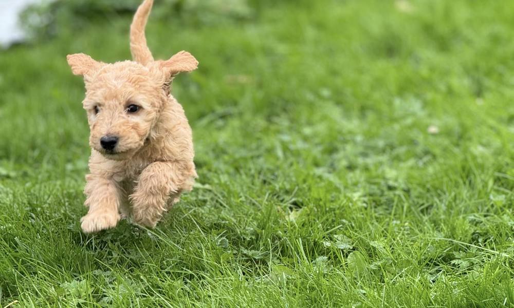 REJSEKLAR Skønne  Mellem Goldendoodle