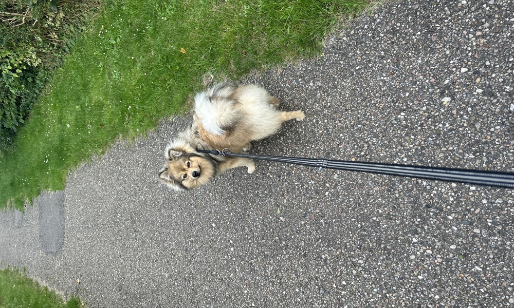 Skøn Mittelspitz han hund på 11 mdr