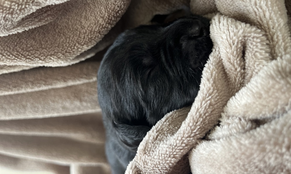 Lækre jule labradoodle