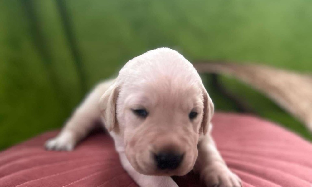 Labrador/broholmer