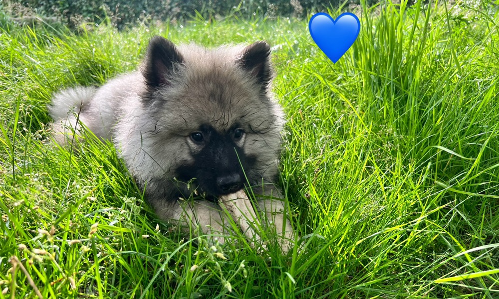 Skønne, lækre og fantastiske keeshond hvalpe med stamtavle