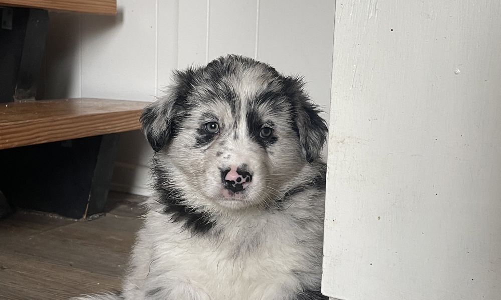 Husky/bordercollie/Australian shephard blanding.