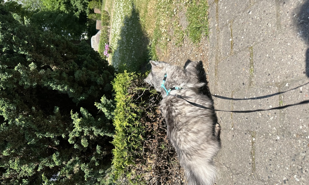 sød skovkat kat leder efter et nyt hjem