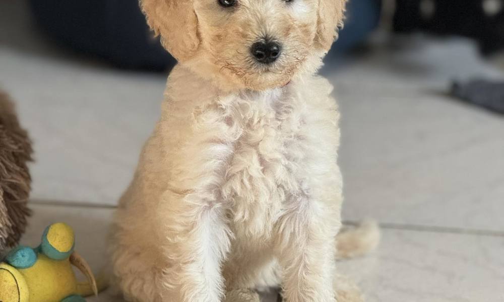 REJSEKLAR Skønne  Mellem Goldendoodle