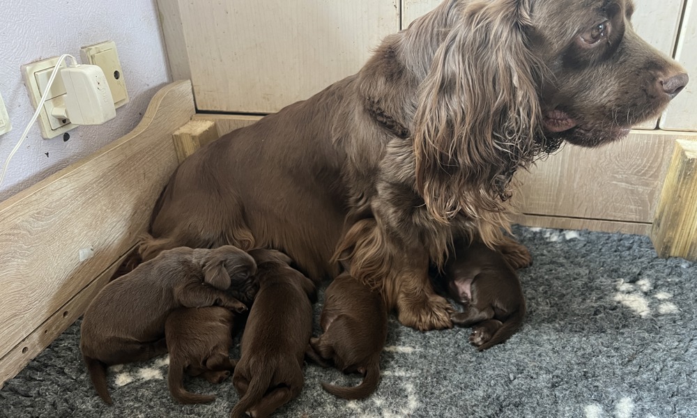 Sussex spaniel/Dejlige brune basser