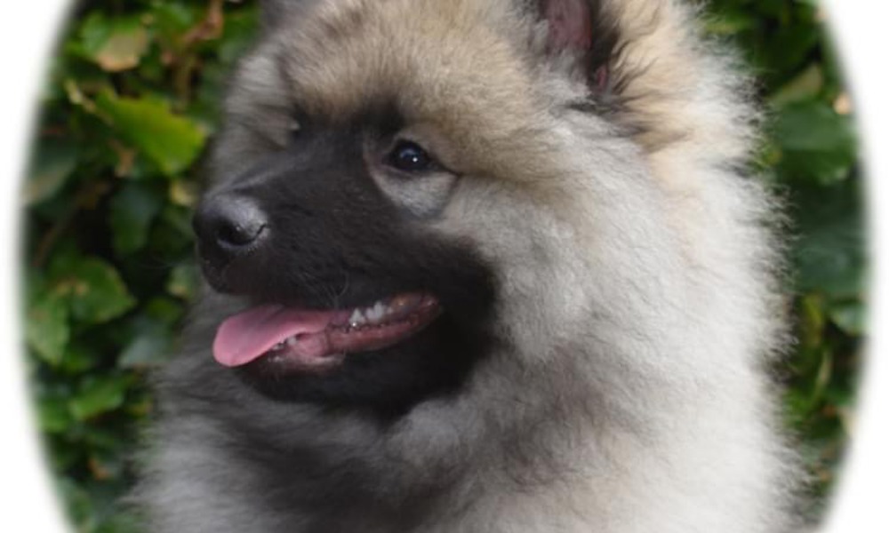 Skønne, lækre og fantastiske keeshond hvalpe med stamtavle