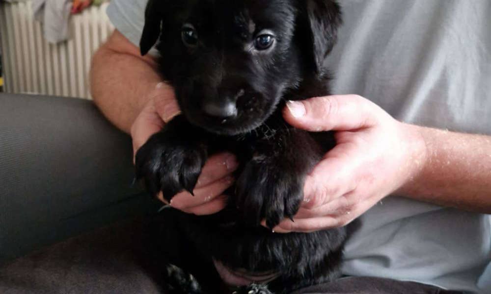 Dejlig blanding mellem en golden retriever og schæfer 