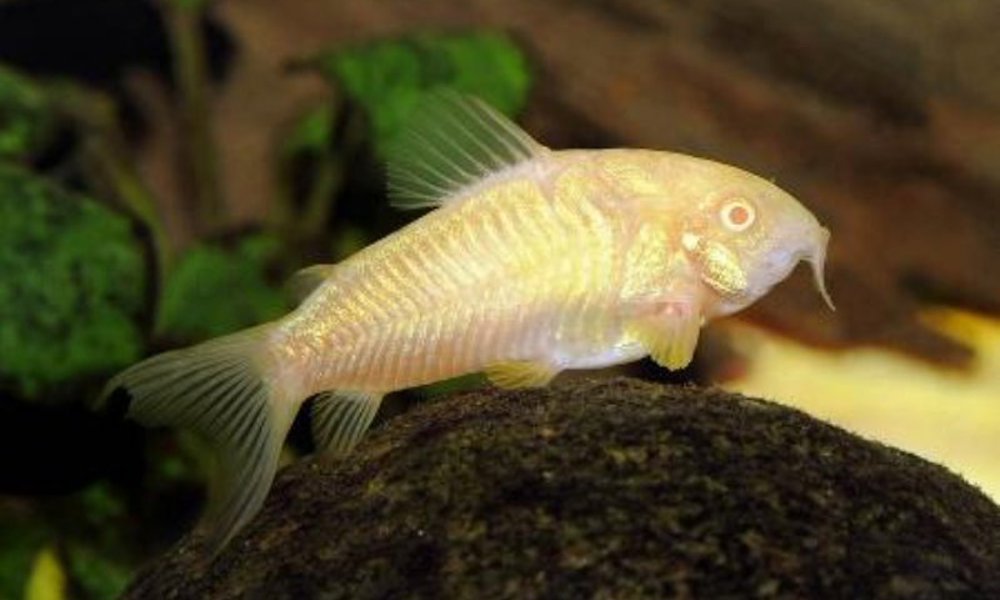 Albino Kobber Pansermalle (Corydoras aeneus)