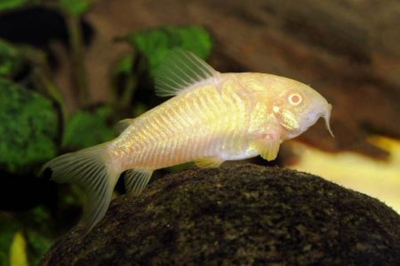 Albino Kobber Pansermalle (Corydoras aeneus)