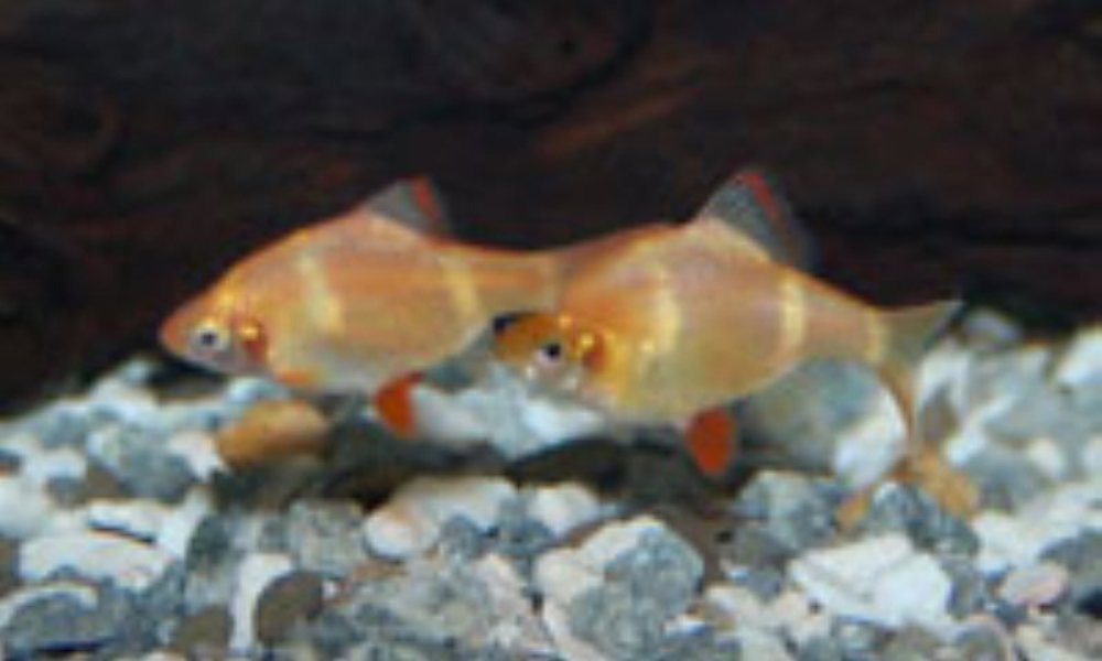 Albino Tiger barbe (barbus tetrazona)