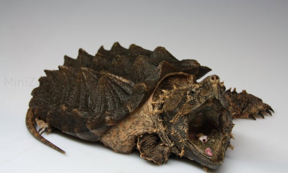 Alligator Snap Skildpadde (Macrochelys temminckii) baby