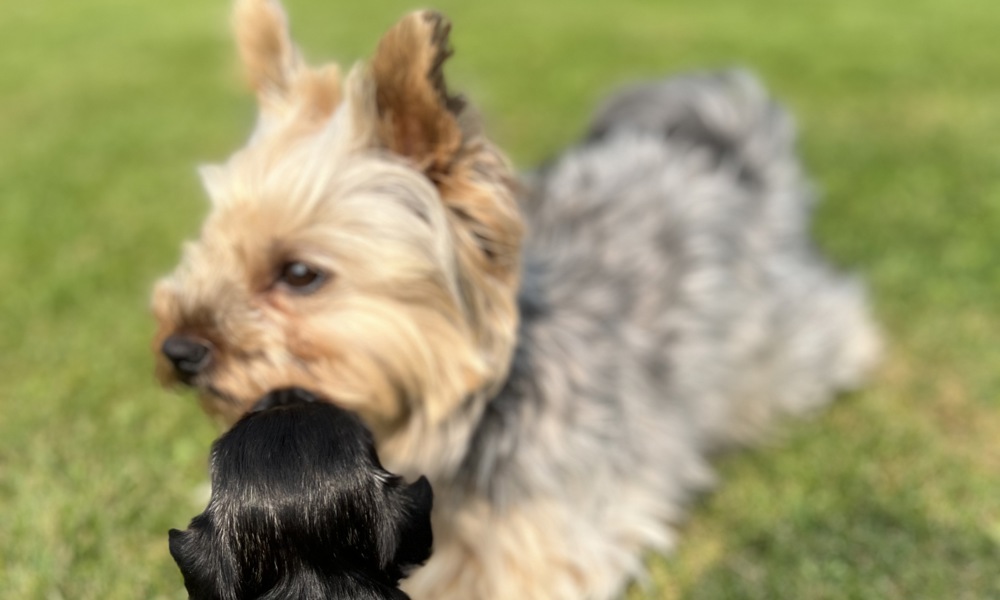 Yorkshire Terrier/Chihuahua mix