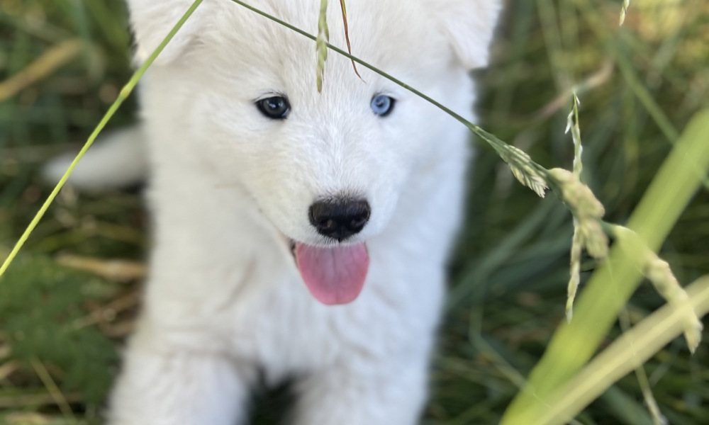 Slædehundehvalpe 