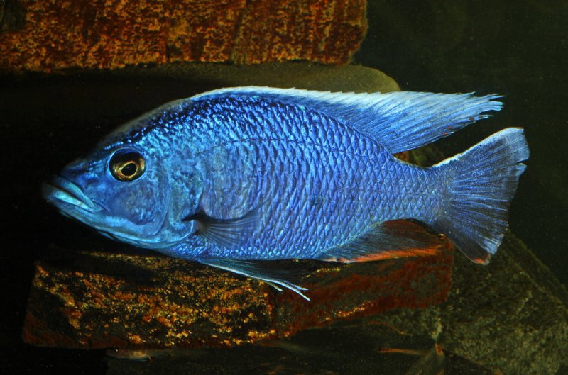 Blå Ahli (Sciaenochromis fryeri)